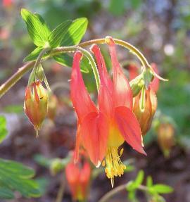 red flowers of wild columbine 