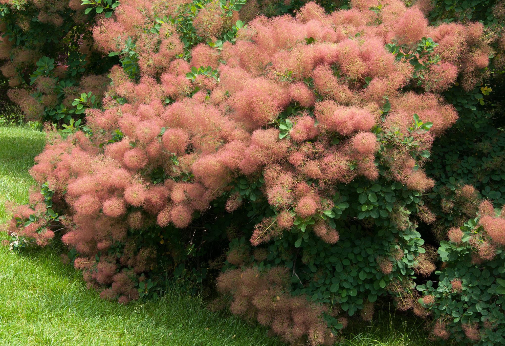 Smokebush in full bloom