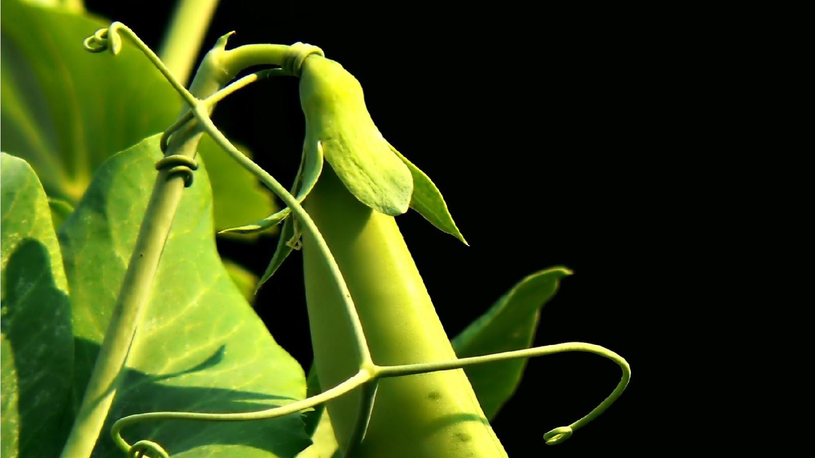 Sweet pea growing on vine