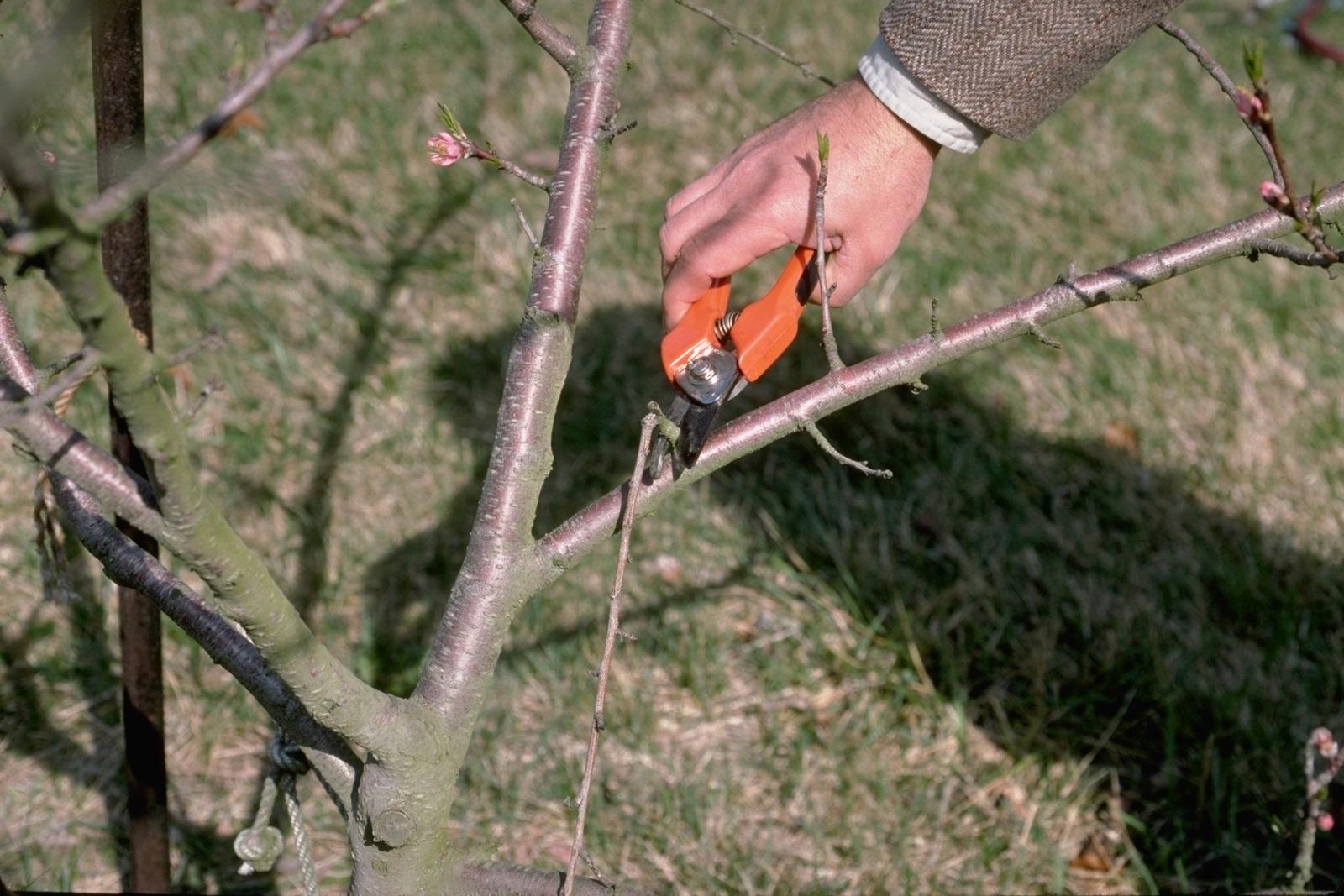 pruning broken branch