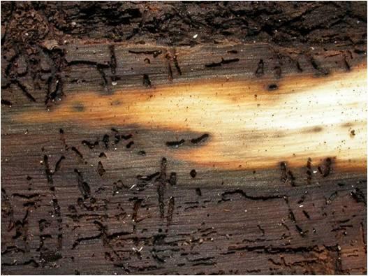 Walnut twig beetle galleries