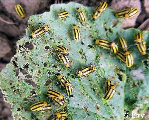 Early season feeding of SCB on cucumber