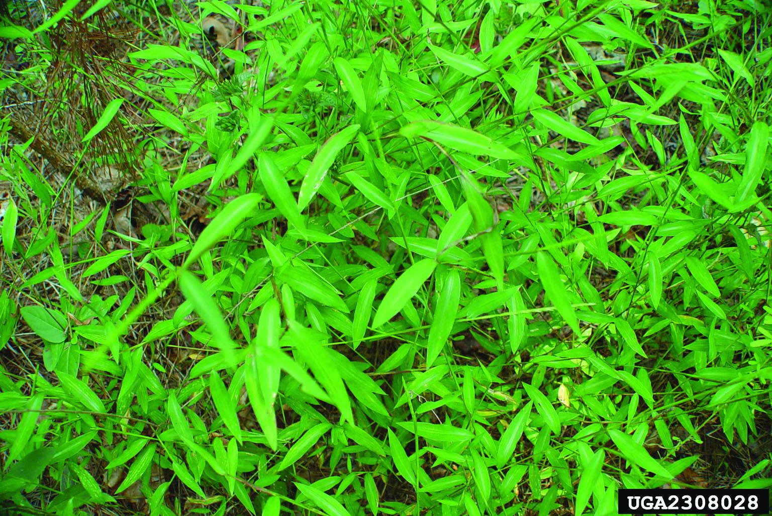 Japanese Stiltgrass