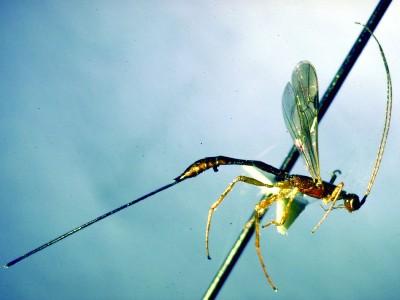 ichneumonid wasp