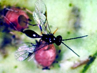 parasitoid wasp emerging from an aphid mummy