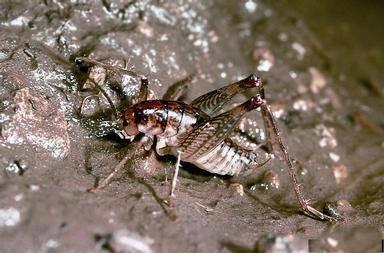 camel cricket