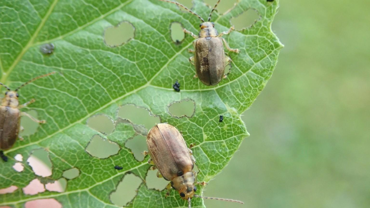 viburnum leaf beetle