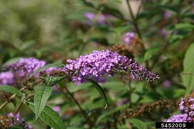 butterfly bush