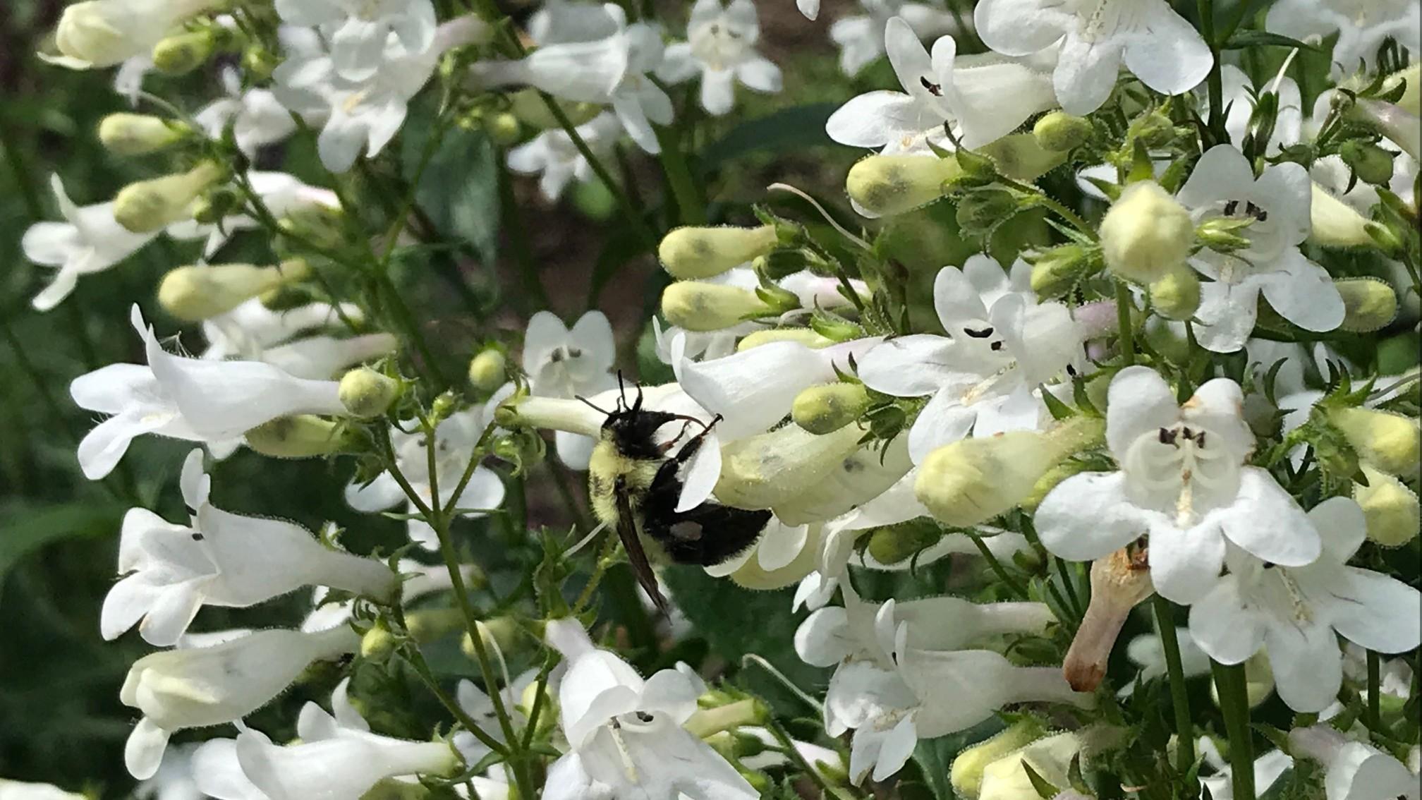 white flowers of native foxglove beardtongue plants