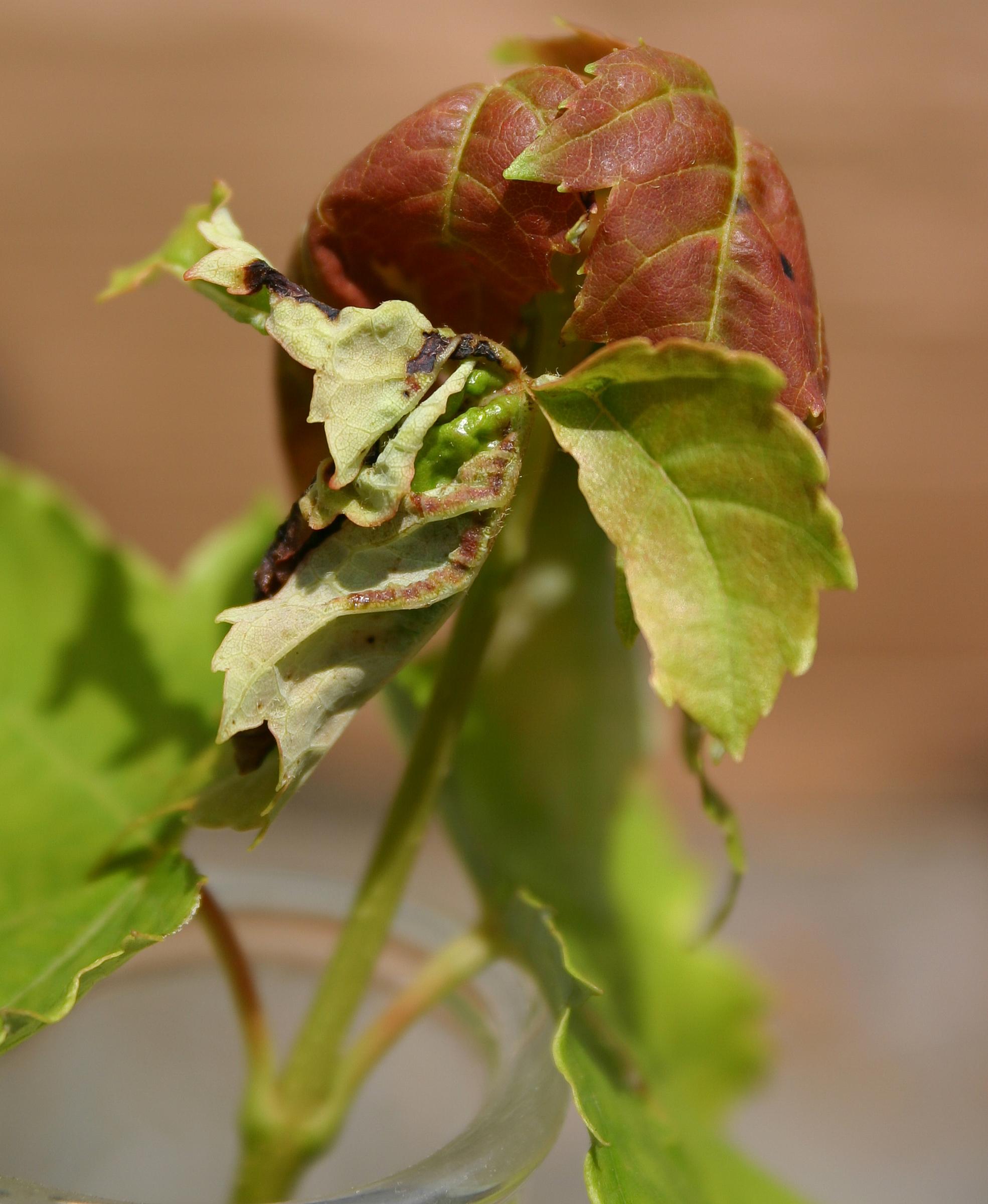 Close-up of hopper burn damaged caused by potato leafhoppers