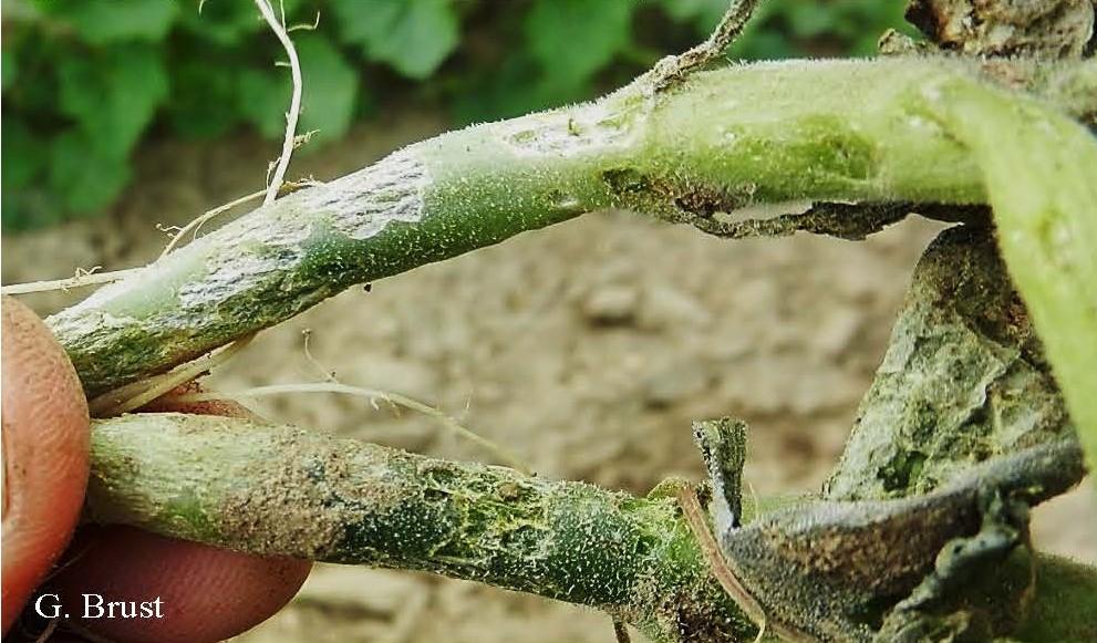 Striped cucumber beetle feeding damage at base of small plants