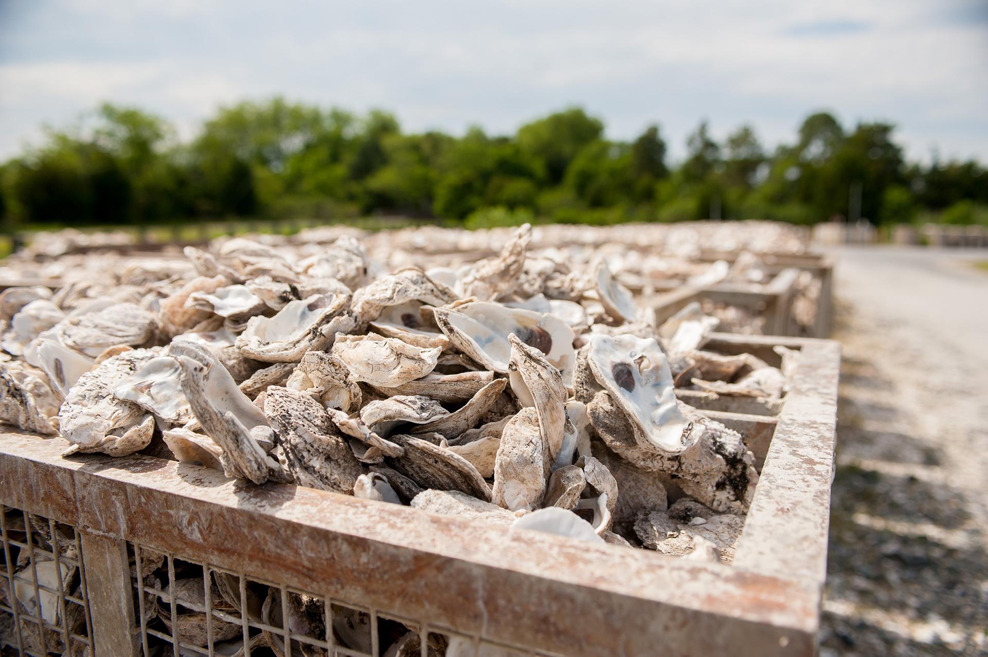 Bins of oysters outside 