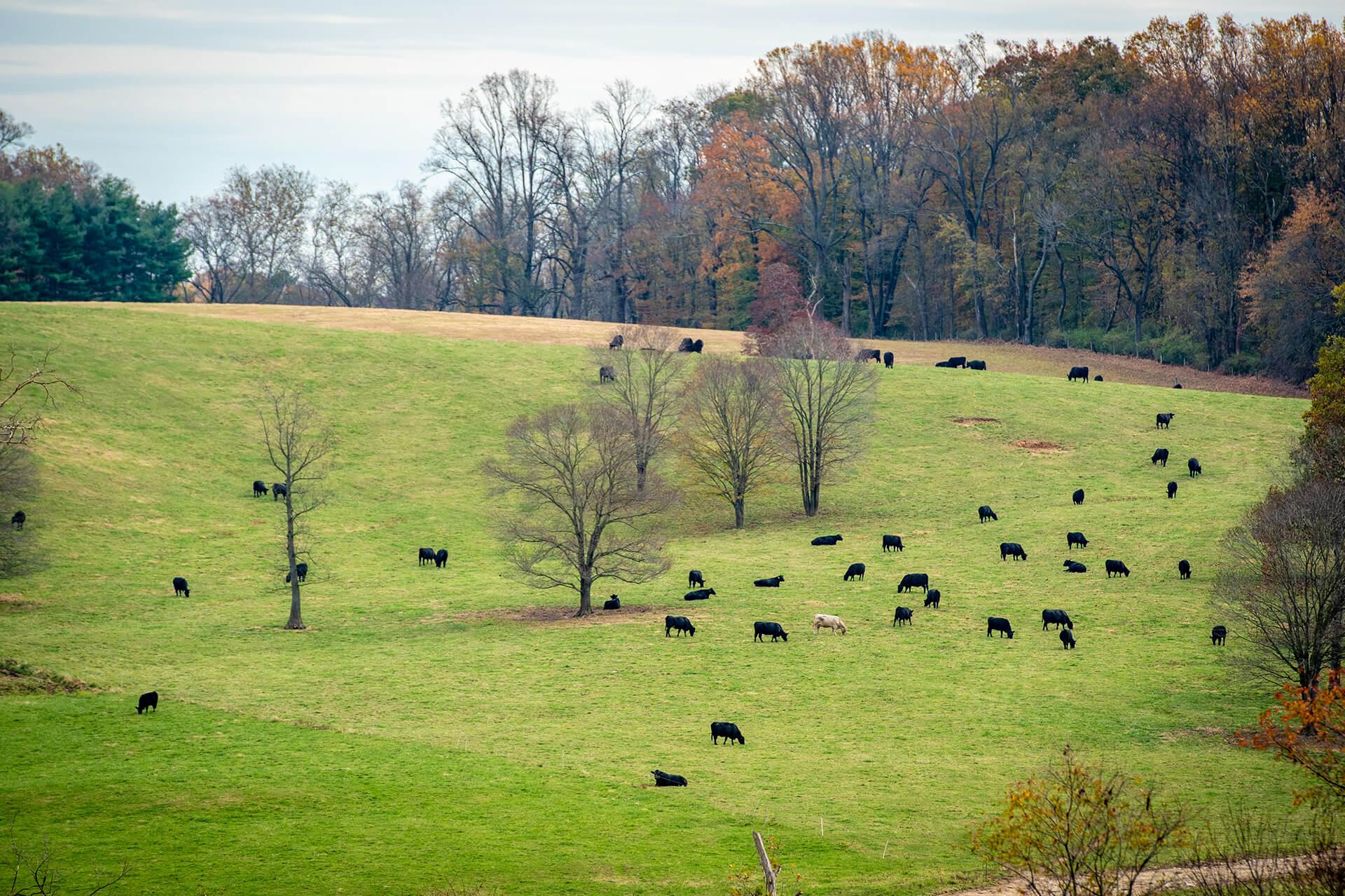 Rolling green hill with beef animals eating the grass