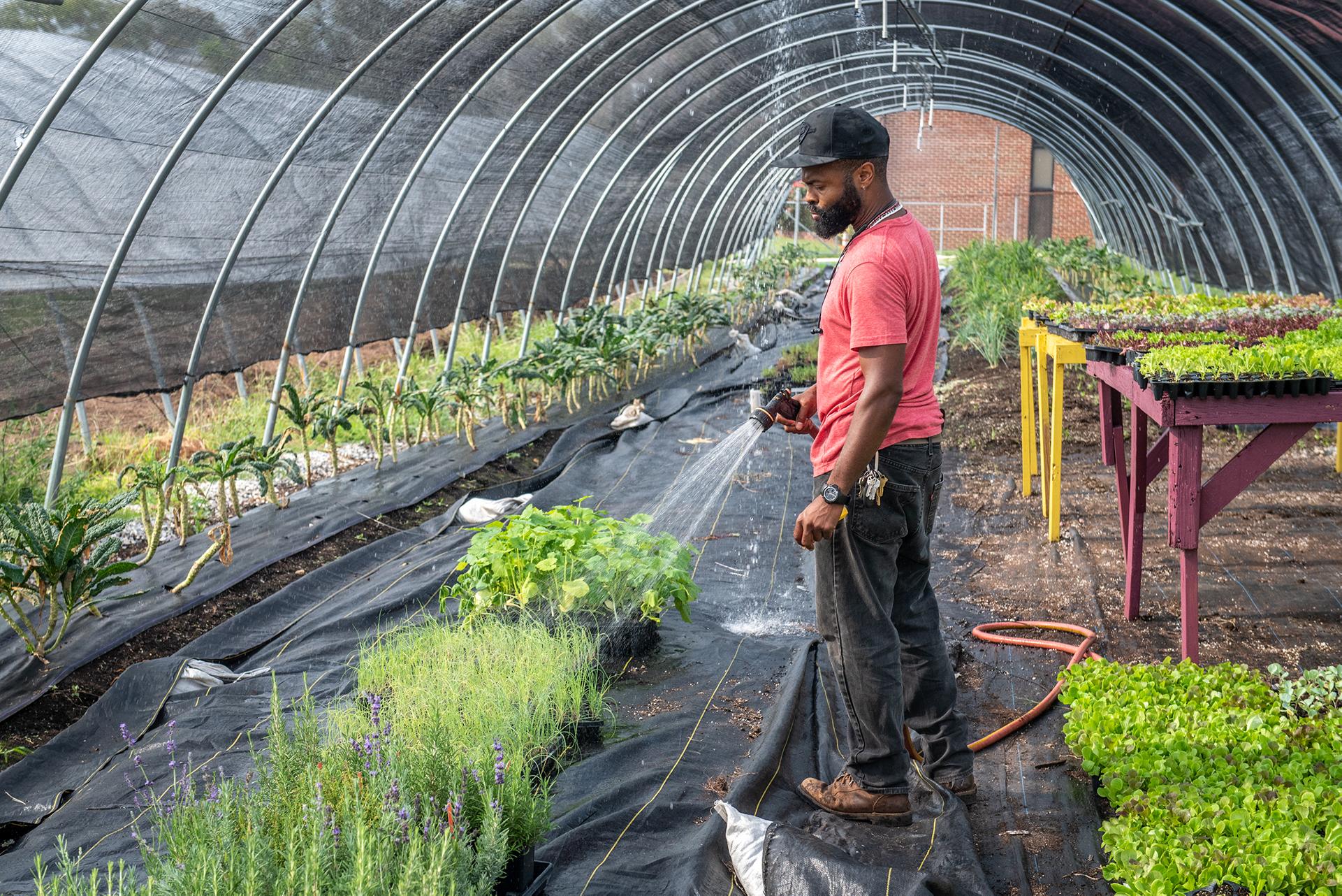 Farmer watering plants inside of a hoop house