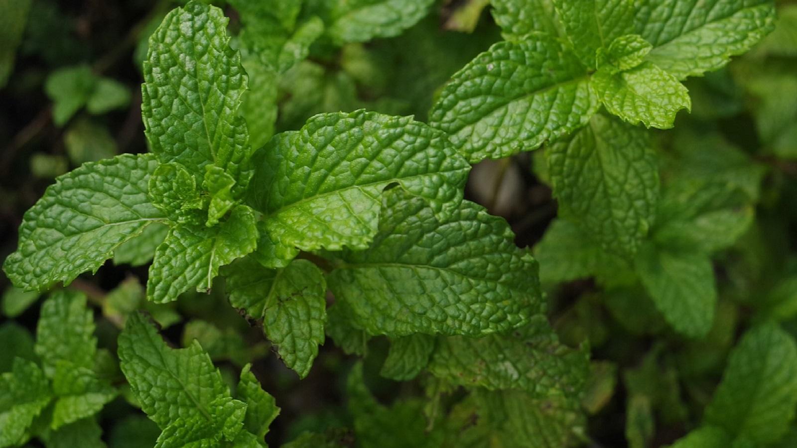 mint leaves