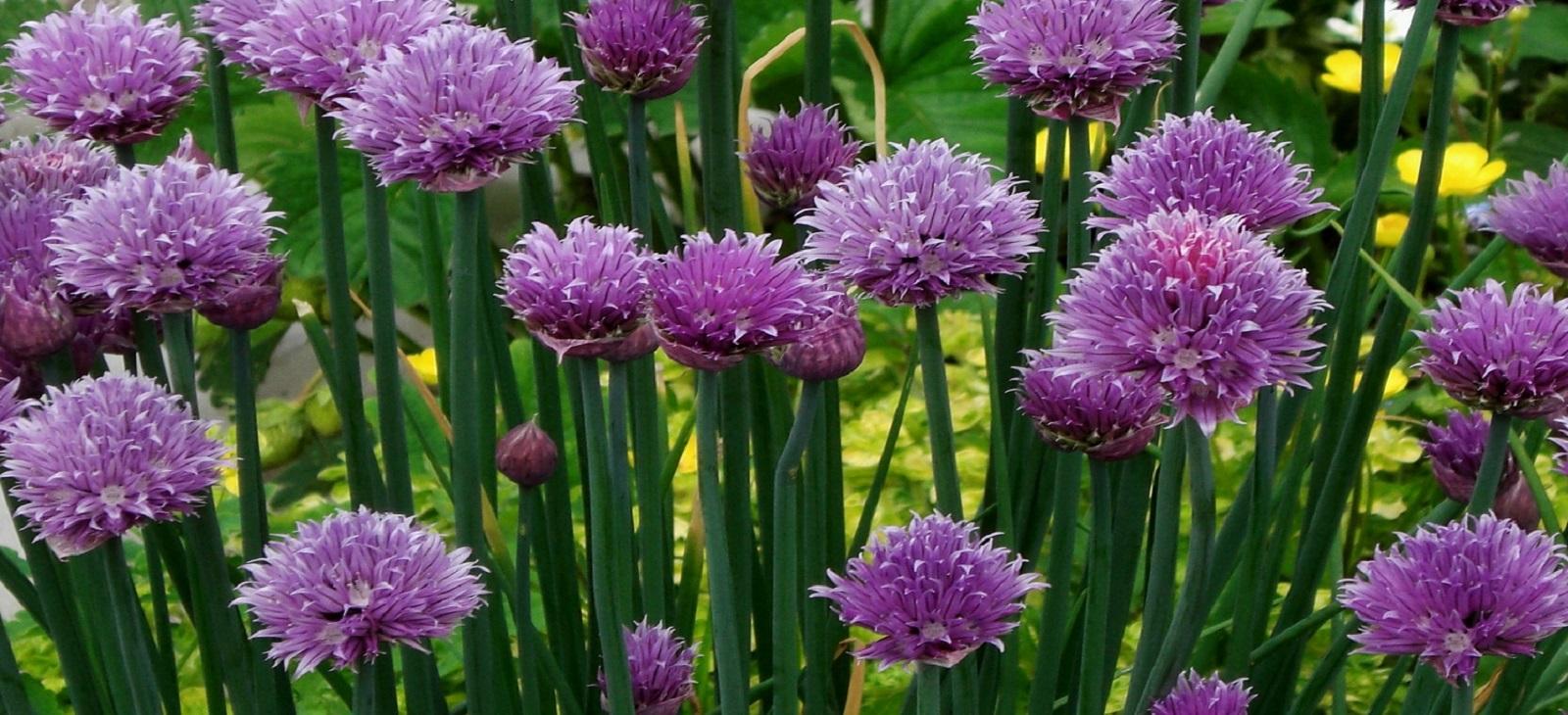 flowering chives