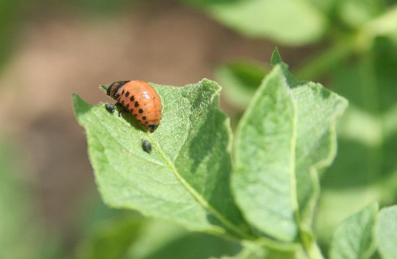 Adult spotted asparagus beetle. Credit:Whitney Cranshaw, Colorado State University, Bugwood.org