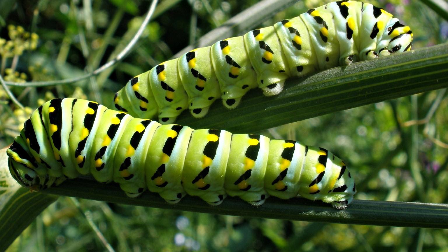 black swallowtail caterpillars