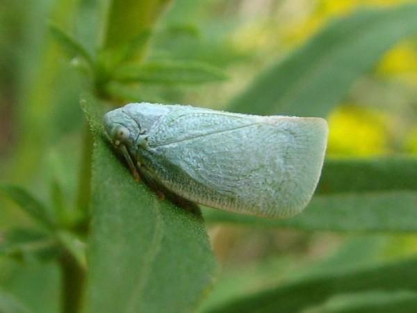 flatid planthopper