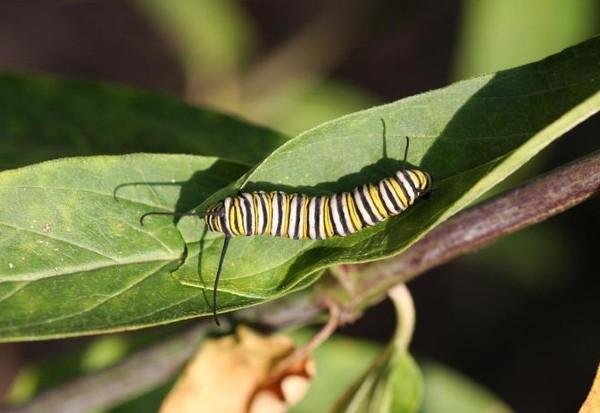 monarch caterpillar