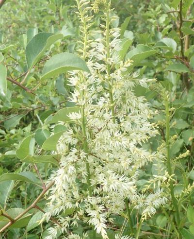 native stenanthium plant