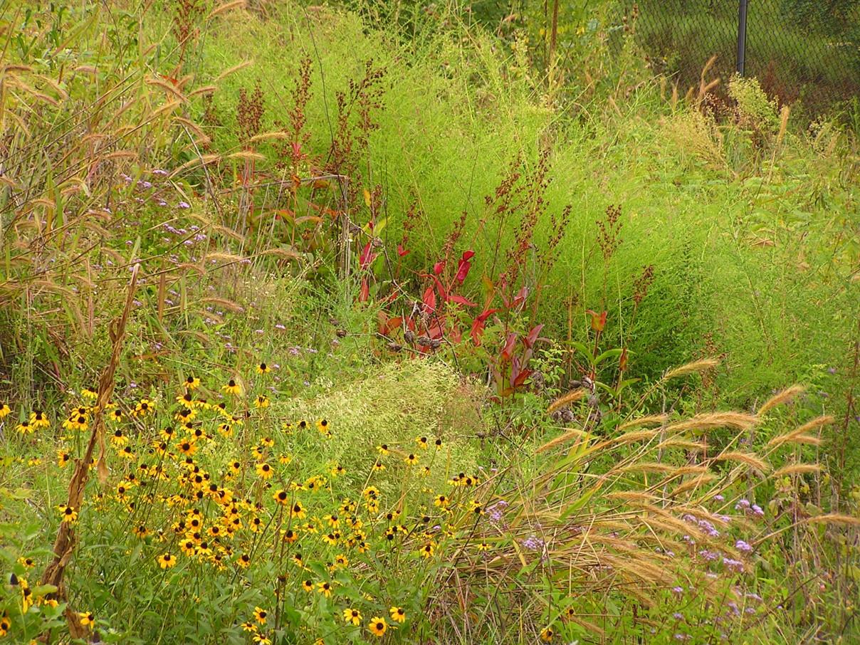 native meadow