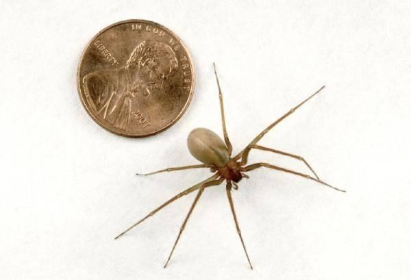 brown recluse spider