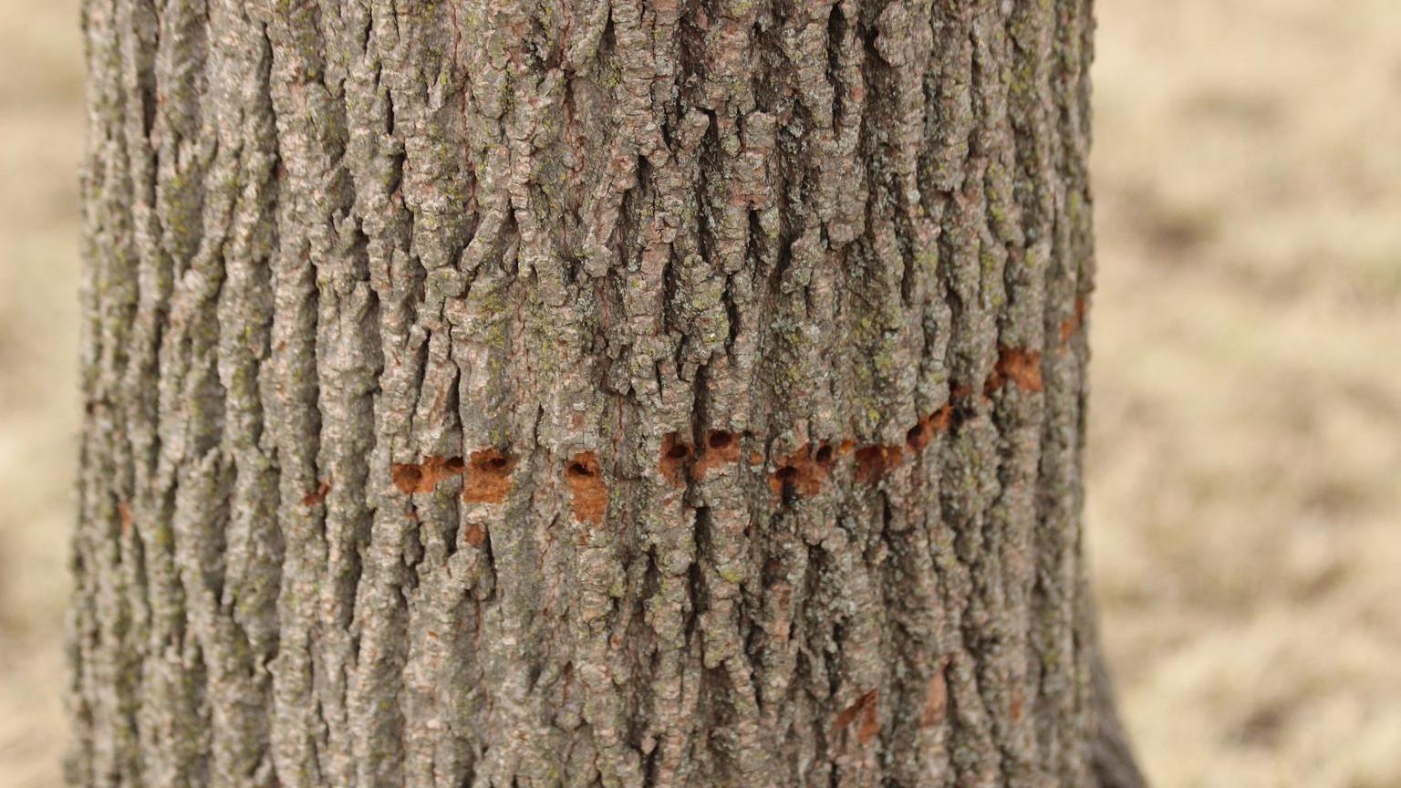 woodpecker feeding