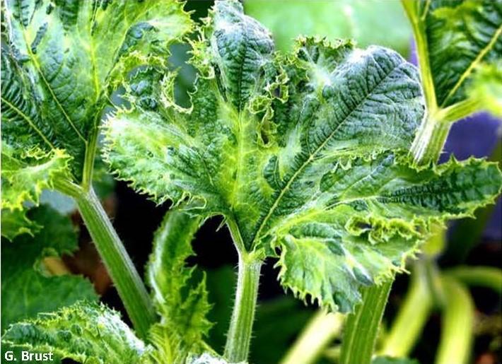 Potyvirus infection of pumpkin 