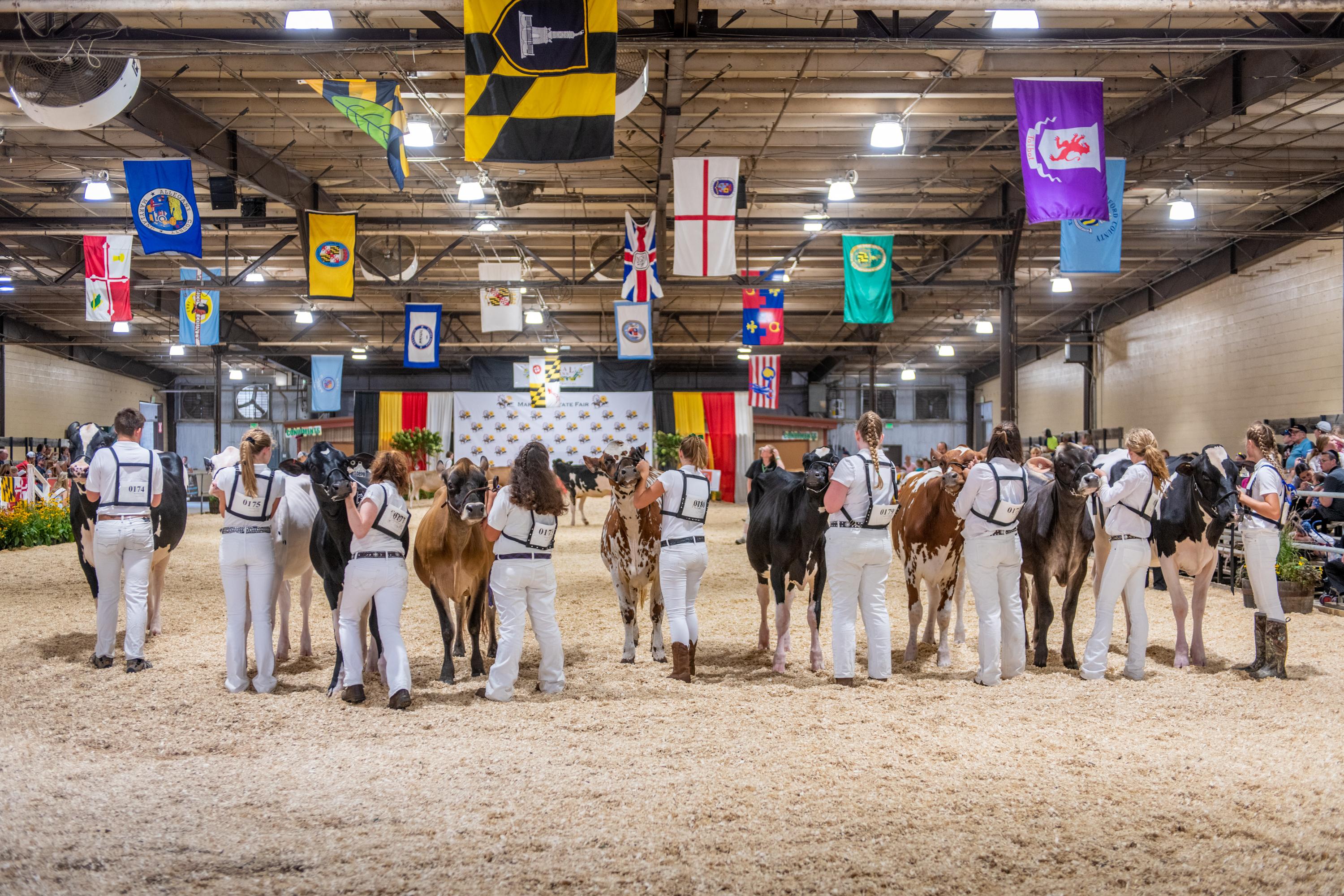 Judging animals in the cow palace at the Maryland State Fair