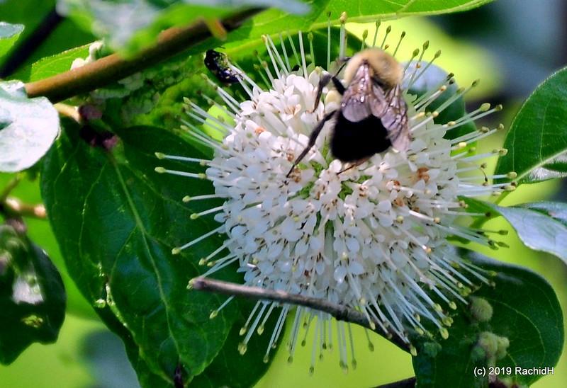 Bee on buttonbush