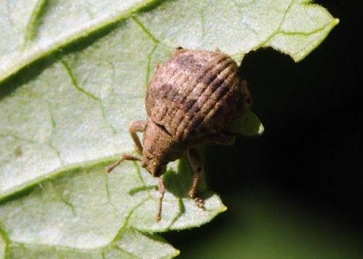 Two-banded Japanese weevil (actual size is 3/16 inch). Photo: M. Raupp, University of Maryland