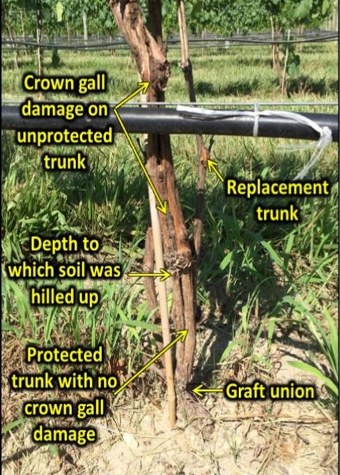 Figure 2. Grape vine in year after HI and damaging winter. Notice graft union and trunk a few inches above it unaffected  by winter damage due to HI ; unprotected trunk is showing symptoms of crown gall.