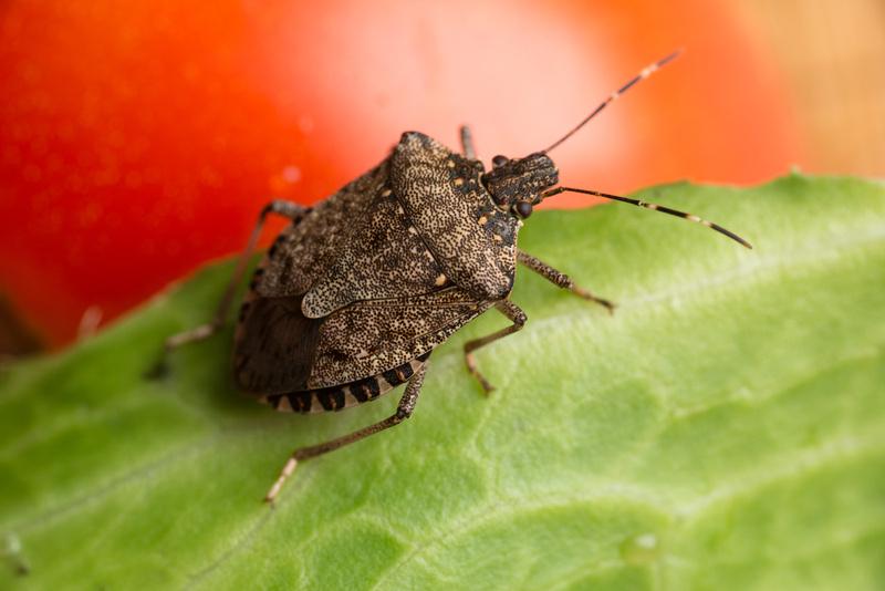 Stink Bug