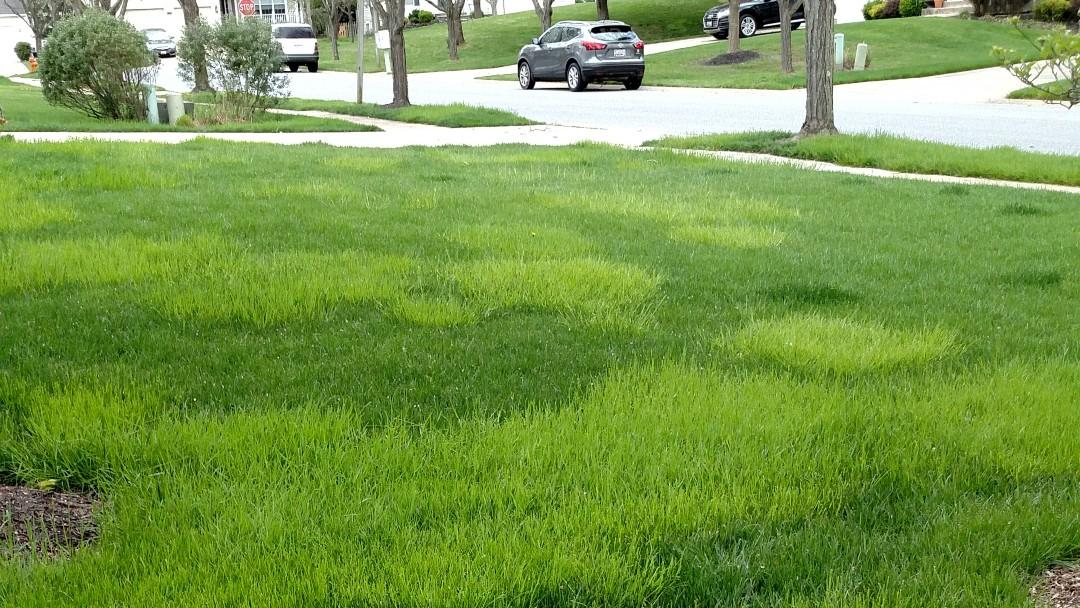 Roughstalk bluegrass. Photo: Mira Talabac, University of Maryland Extension