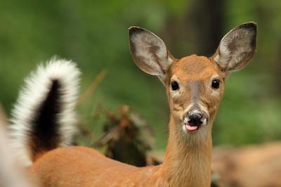 White-tailed deer