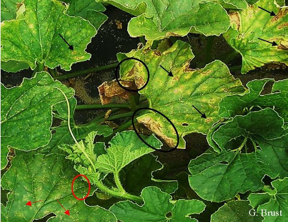 Younger leaves with pin-hole lesions (red) and older leaves with pin-hole lesions coalescing to form larger necrotic areas (black).