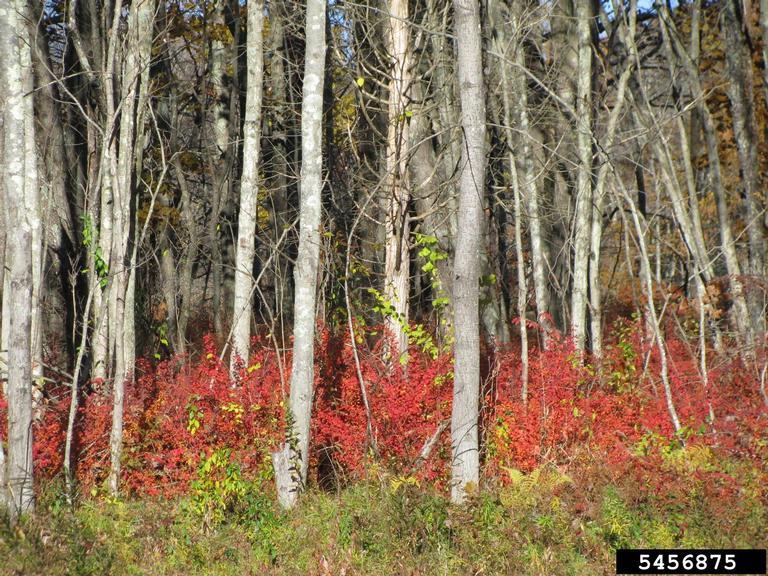 Japanese barberry woodland infestation. Photo by Leslie Mehrhoff, University of Connecticut, bugwood.org