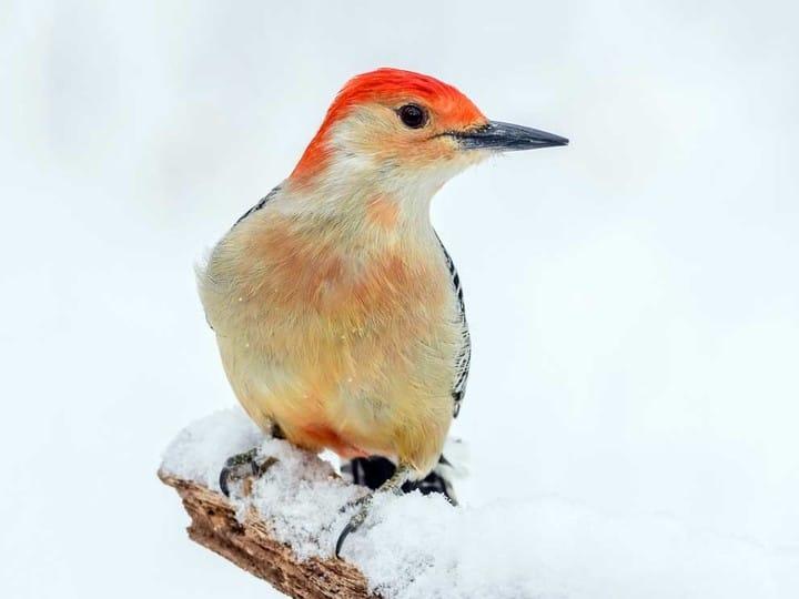 Red-Bellied Woodpecker adult male displaying rose-colored belly. Photo © mark kraus, Macaulay Library/Cornell Lab of Ornithology.