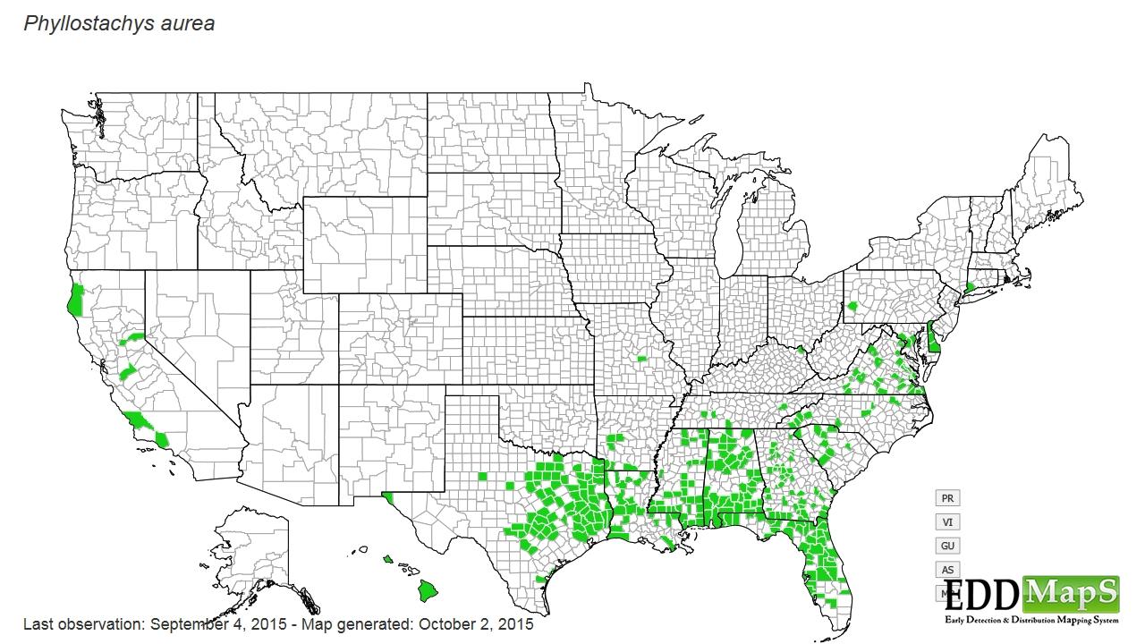 Distribution of golden bamboo (2015). Courtesy eddmaps.org.