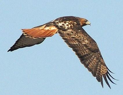 Red-tailed hawk in flight