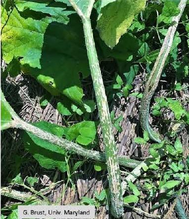 Plectosporium on pumpkin leaf petioles-the petiole to the far right has split. 