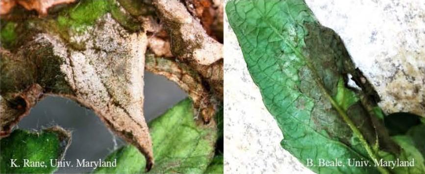 Rhizoctonia foliar blight of tomato with white mycelia on edge of necrotic area. 