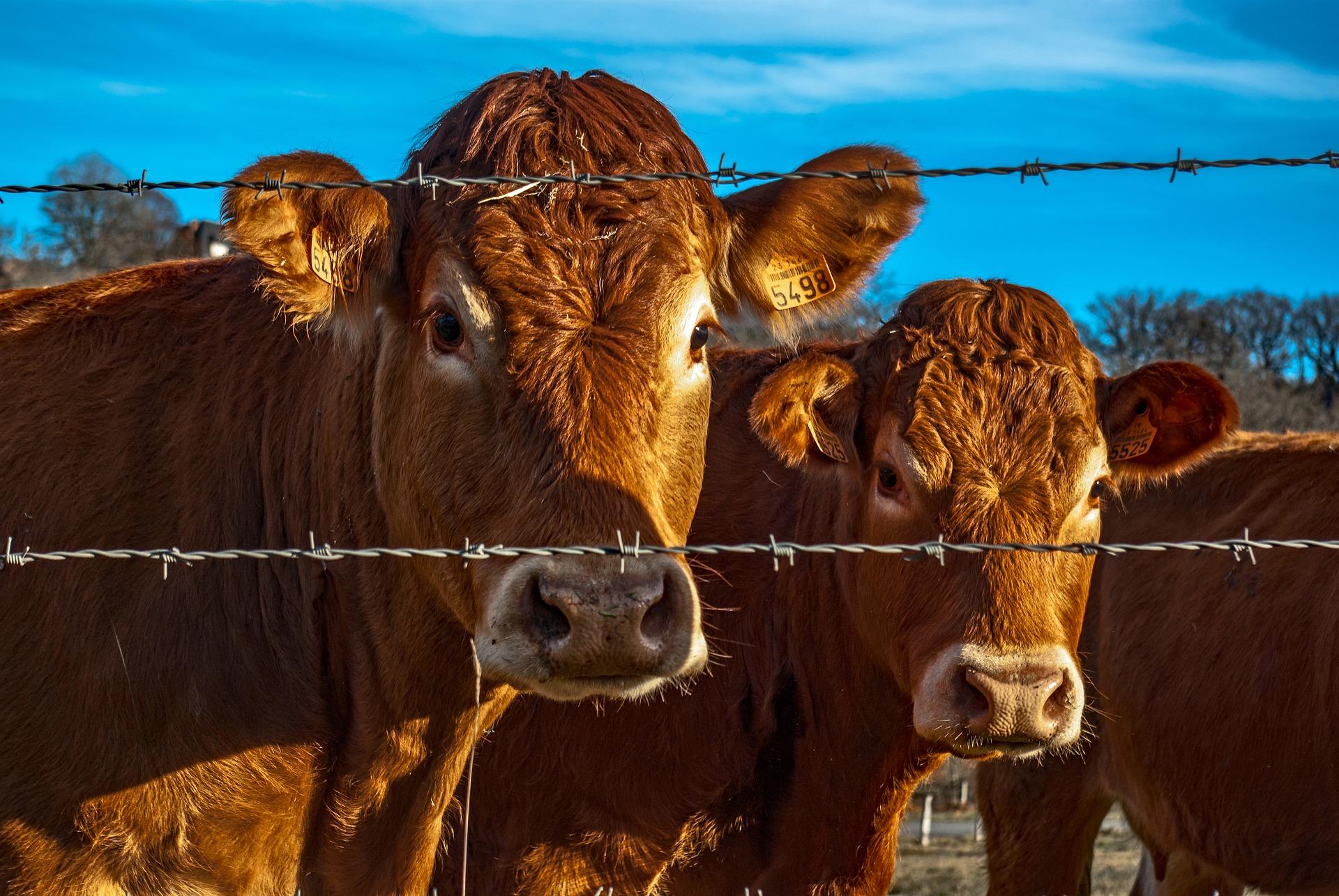 Beef Cows in the Winter