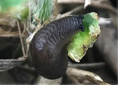 Figure 1. A meadow slug feeding on an emerging soybean.