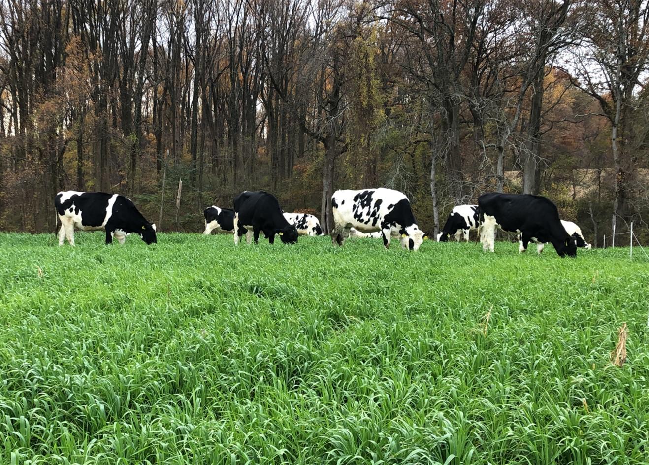 Hiefers grazing winter annuals