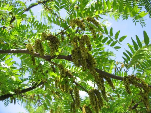 Honeylocust blooms.