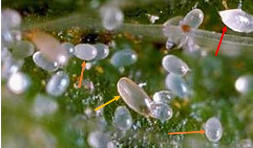 Fig. 2 Adult female cyclamen mite (yellow arrow), eggs (orange arrows) and larva (red arrow)