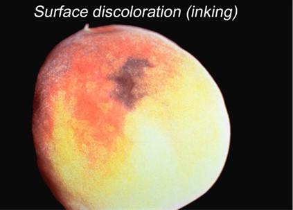 Fig 1. Inking in peach fruit evidenced by brown and black spots on the fruit’s skin. Source: Carlos Crisosto, UC Davis.