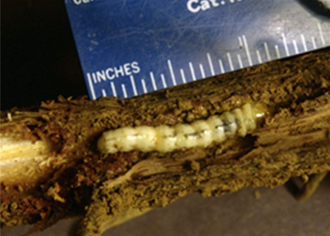 Grape Root Borer Larvae full grown